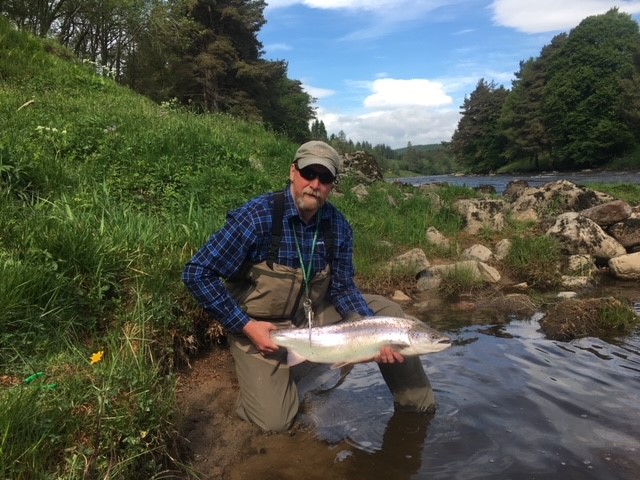 A few grilse coming through